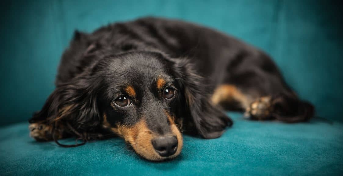 Entscheidungen haben Konsequenzen - fauler Hund auf dem Sofa